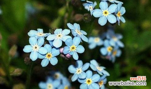 用百合之语等待真爱的美好 爱情的等待