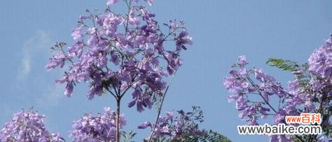 用百合之语等待真爱的美好 爱情的等待