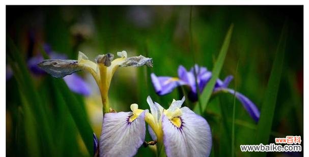 用百合之语等待真爱的美好 爱情的等待