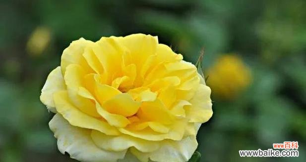 用郁金香表达道歉之情 花语道歉