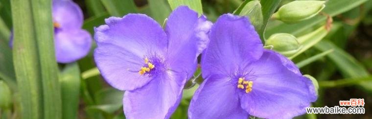 用郁金香表达道歉之情 花语道歉