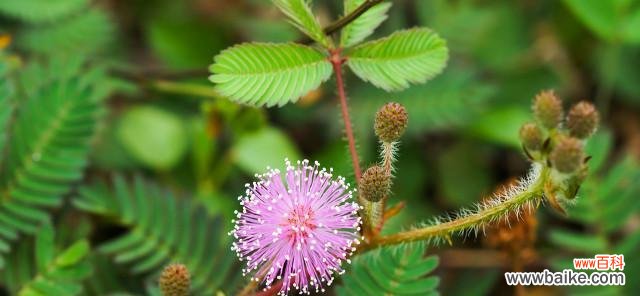 揭示胆小懦弱情绪的内在世界 胆小懦弱的花语——以雏菊为例