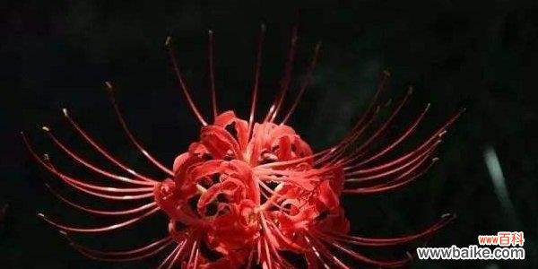 揭示胆小懦弱情绪的内在世界 胆小懦弱的花语——以雏菊为例