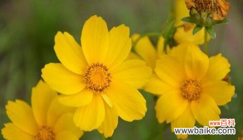 让薰衣草带您进入心灵宁静的世界 放松花园