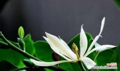 百合的花语和放手的深意 放手的花语——以百合为例