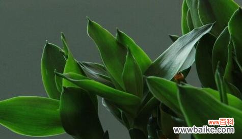 传递财富与繁荣的绿色使者 以富贵竹为主题的花语