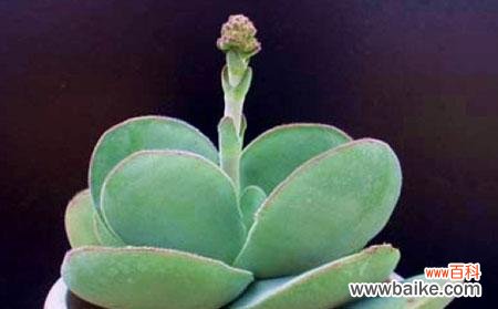 用花语诠释人性的堕落与挣扎 堕落的花语