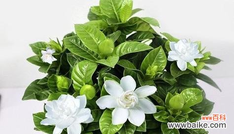 玫瑰花语浪漫传情 爱情如花