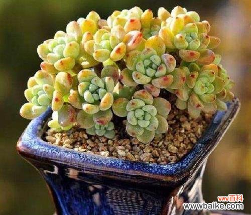 玫瑰花语浪漫传情 爱情如花