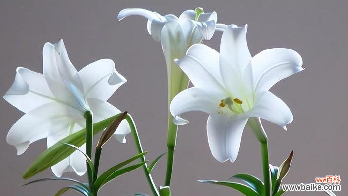 探索玉露花的深意 玉露花语与寓意