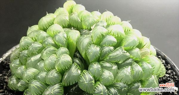 探索玉露花的深意 玉露花语与寓意