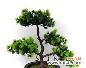 解读迎客松的象征意义及文化背景 以迎客松为象征的意义