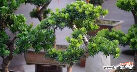 解读迎客松的象征意义及文化背景 以迎客松为象征的意义