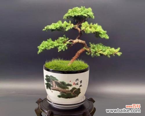 解读迎客松的象征意义及文化背景 以迎客松为象征的意义