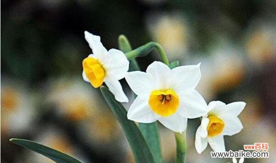 探寻不同花语中的爱的含义 爱花语——以有什么花的花语代表爱的花