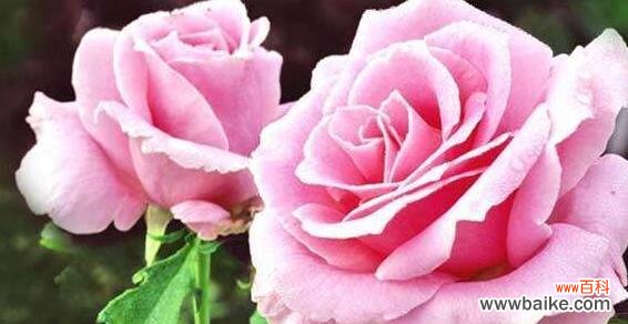 探寻不同花语中的爱的含义 爱花语——以有什么花的花语代表爱的花