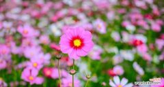 深入探索不同花朵的花语 重逢花语是重逢的花