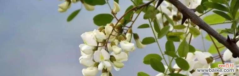 榆树之花盛开的寓意与花语解析 榆树之花