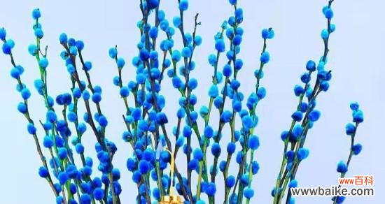 榆树之花盛开的寓意与花语解析 榆树之花