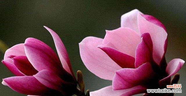 探寻玉兰花的寓意与象征 玉兰花的花语和象征意义