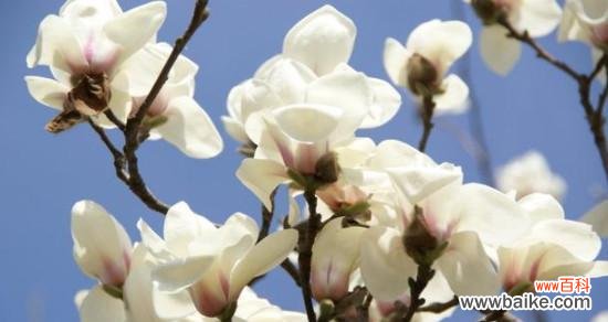 探寻玉兰花的寓意与象征 玉兰花的花语和象征意义