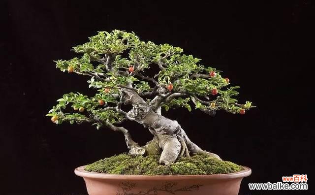 从选址到繁殖,打造珊瑚樱的美丽家园 珊瑚樱养殖方法详解