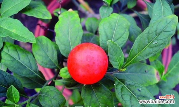 从选址到繁殖,打造珊瑚樱的美丽家园 珊瑚樱养殖方法详解