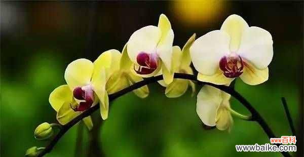 学会这些养殖技巧，让蝴蝶兰长得更健康美丽 蝴蝶兰的养殖方法和注意事项