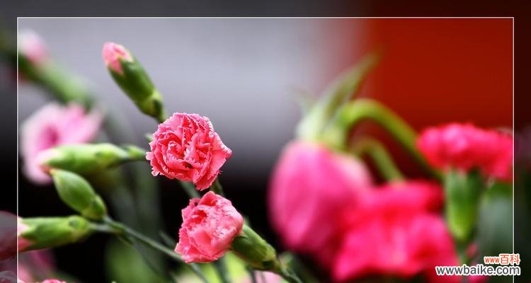 选择合适的花束，让妈妈感受到您的爱与关怀 母亲节送什么花？精选花卉指南