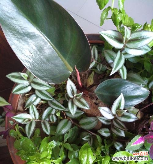 探秘红苞喜林芋的多元价值与未来发展 红苞喜林芋的种植与应用