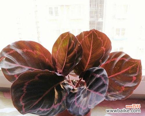 探秘红苞喜林芋的多元价值与未来发展 红苞喜林芋的种植与应用