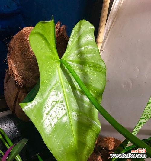 探秘红苞喜林芋的多元价值与未来发展 红苞喜林芋的种植与应用