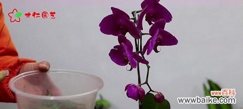 蝴蝶兰,优雅花坛上的明星 盆栽蝴蝶兰的种植技巧