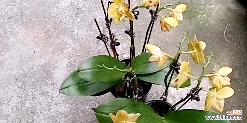 蝴蝶兰,优雅花坛上的明星 盆栽蝴蝶兰的种植技巧