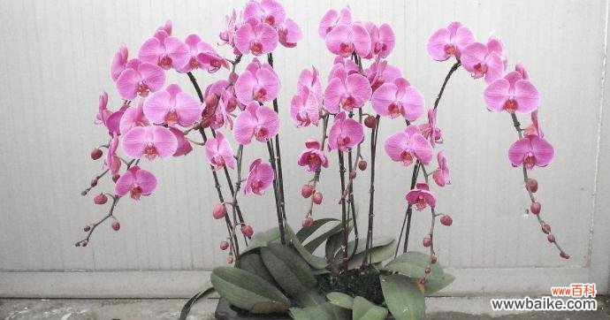 蝴蝶兰,优雅花坛上的明星 盆栽蝴蝶兰的种植技巧