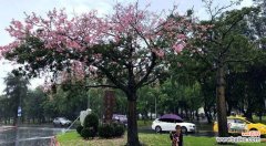 了解美人树的养殖、用途和传说 探秘美人树——一种神奇的树种