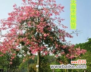 了解美人树的养殖、用途和传说 探秘美人树——一种神奇的树种