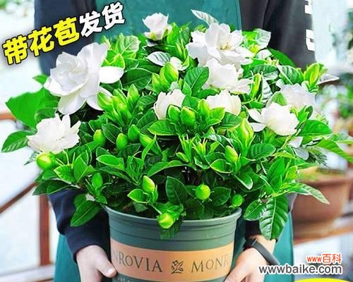 了解栀子花的特点和需求是重要的 为什么栀子花不适合养在家里