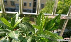 了解栀子花的特点和需求是重要的 为什么栀子花不适合养在家里