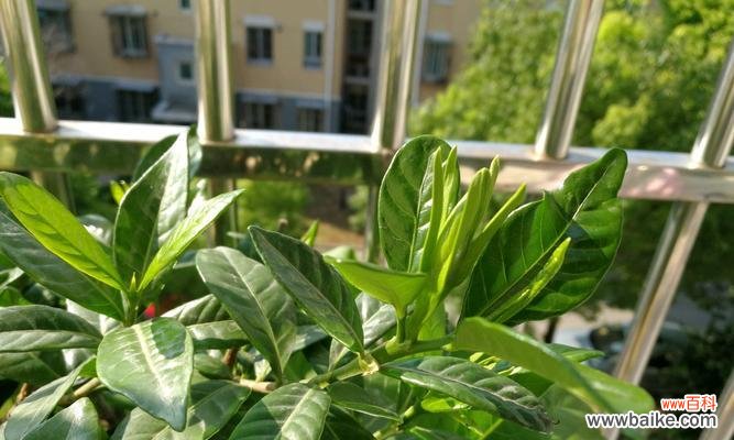 了解栀子花的特点和需求是重要的 为什么栀子花不适合养在家里