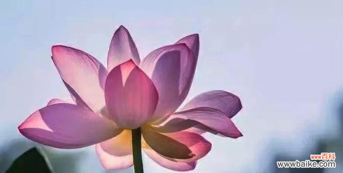 放下过往 以向日葵花语为主题的文章