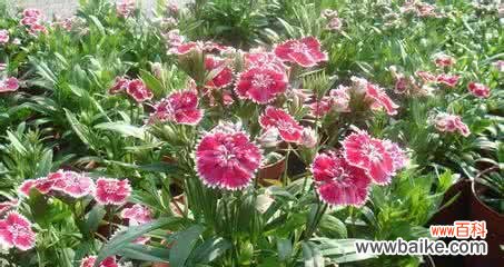 放下过往 以向日葵花语为主题的文章