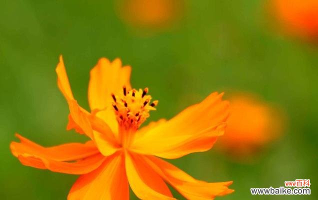 用阳光般坚强的向日葵 以向日葵为花语的放下过去的力量