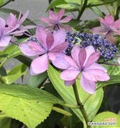 母菊花的复仇花语揭示了复仇的心理和行动 花开复仇