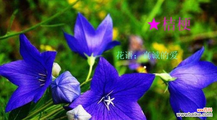 百合花语中的奉献精神及其意义 以百合花为主题的奉献之花语