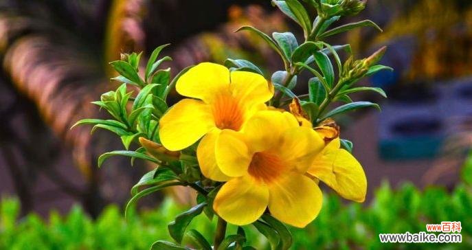 秘密花语解读与传递 疯狂盛放