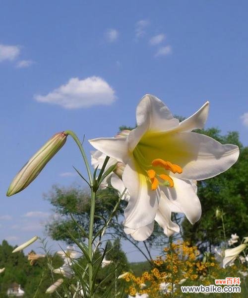 秘密花语解读与传递 疯狂盛放