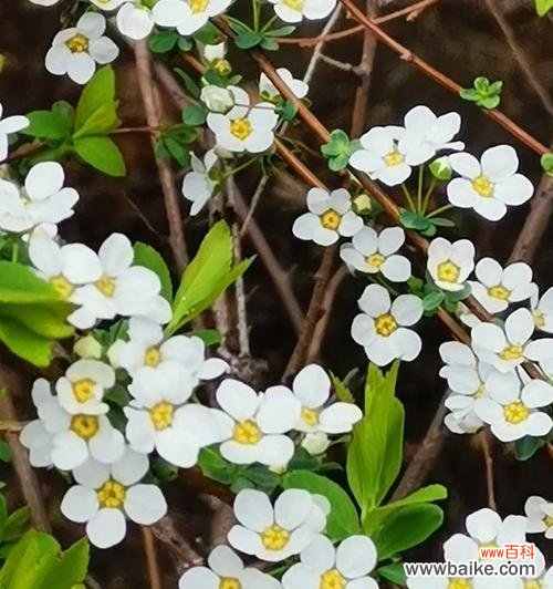 用向日葵花语启迪奋斗之路 以向日葵花语为主题的奋斗之道