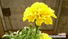 探寻蓝色妍华所代表的父爱之花 父爱如山，以蓝色妍华表达的深情厚意