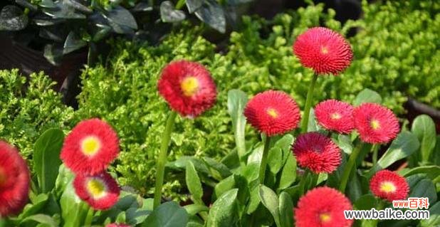 探寻向日葵花语的意义 复活的希望——以向日葵的花语为主题的文章